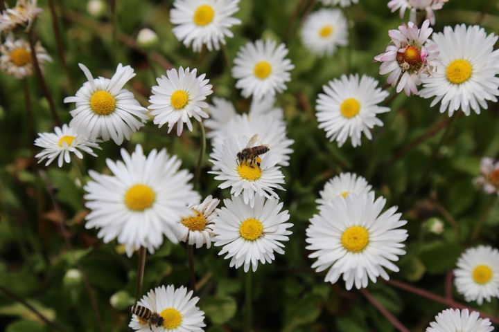 ▲阿里山工作站前，雛菊盛開，黃白交織，在山間微風中顯得格外清新雅緻。　圖：阿里山賓館／提供 