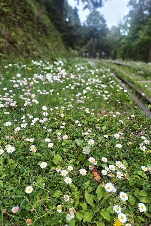 ▲水山支線舊鐵道旁雛菊盛開。　圖：阿里山賓館／提供
