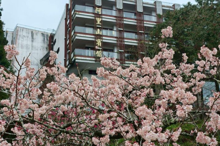 阿里山賓館前的千島櫻盛開。　圖：阿里山賓館／提供