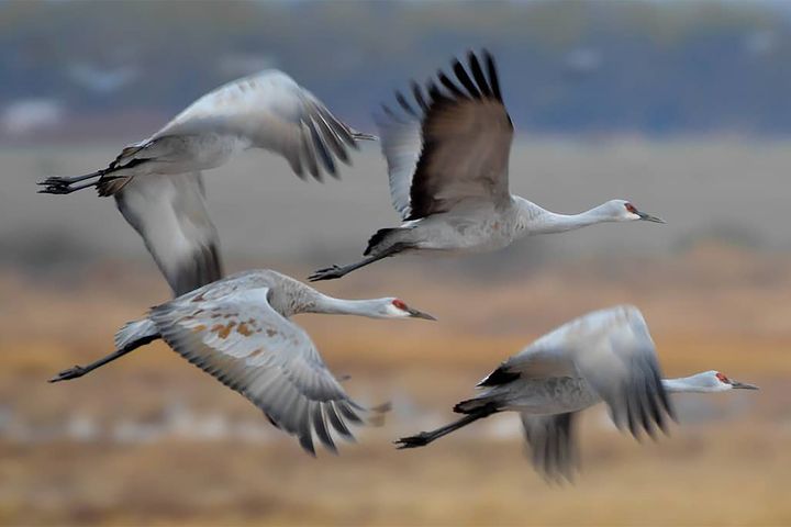 ▲亞利桑那州威爾科克斯（Willcox）成群沙丘鶴遷徙飛舞的場面蔚為壯觀。　圖：Brian G. Presc／來源