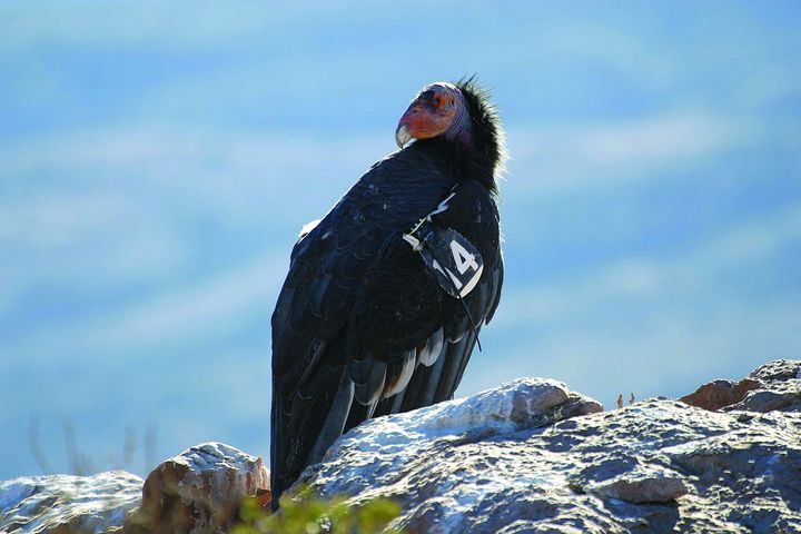 ▲亞利桑那州格倫峽谷國家遊憩區為全球少數可以觀察到加州神鷲地區之一。　圖：Thomas H. Whetten／來源