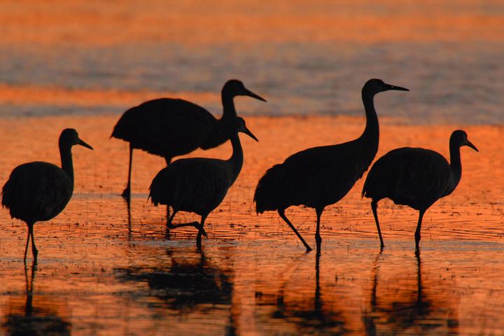 亞利桑那濕地吸引成群候鳥停棲水面，展現壯觀的生態之美。　圖：Arizona Game and Fish Department／提供 