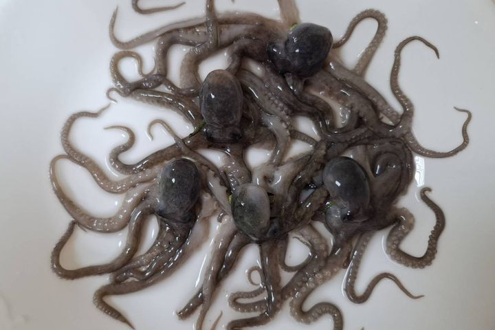 ▲剛捕捉上岸新鮮的「猴水仔」。　圖：新北市政府／提供