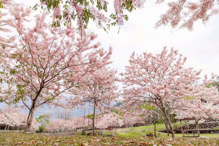 六龜山區的花旗木陸續盛開，為高雄春季限定的夢幻景點。　圖：高雄市政府觀光局／提供