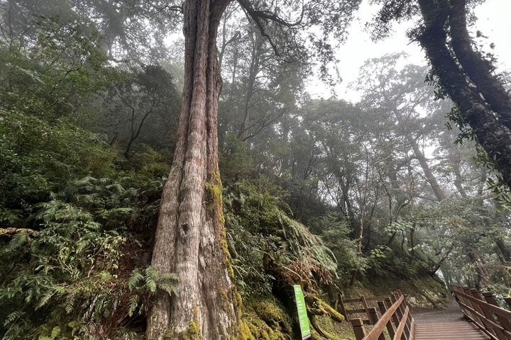 ▲拉拉山國家森林遊樂區。　圖：林業保育署-新竹分署／提供