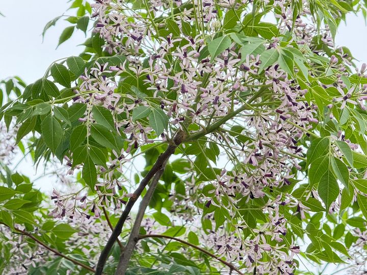 ▲淡紫花海悄然綻放，為河濱帶來清新氣息。　圖：新北市政府水利局／提供