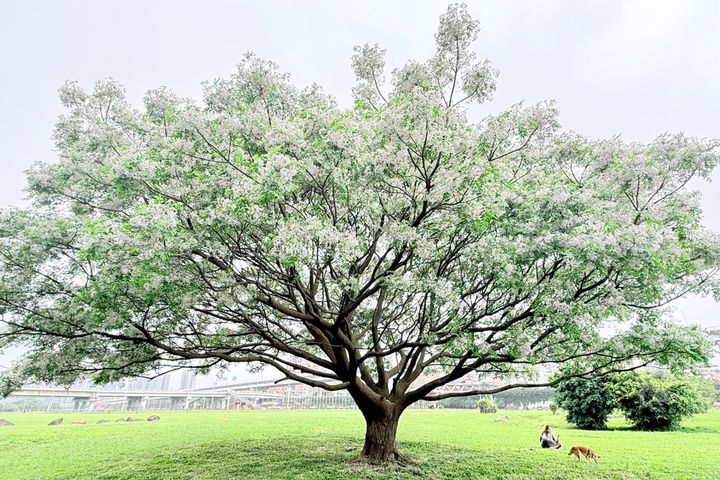 新北河濱紫色花雨限時綻放。　圖：新北市政府水利局／提供 