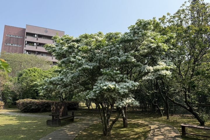 ▲潔白如雪的流蘇花輕盈綻放，細緻花絲隨風搖曳，如霧如煙，為空間增添一抹清新。　圖：臺北市政府工務局公園處／提供