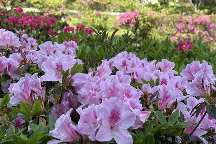 ▲杜鵑花鋪展出柔和粉色花海，層層堆疊，宛如春日浪漫的底色。　圖：臺北市政府工務局公園處／提供
