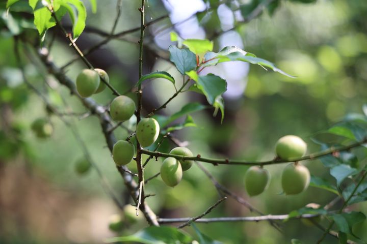 ▲一抹青綠，是春天最清新的顏色。　圖：臺北市政府工務局公園處／提供