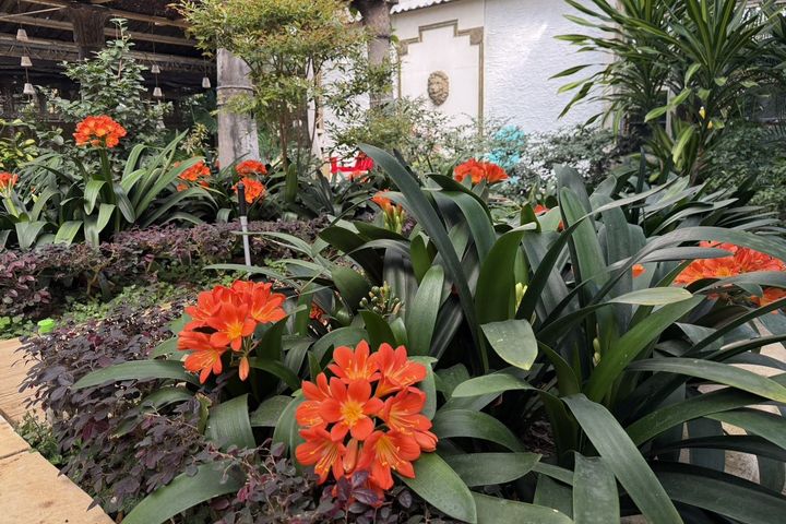 ▲君子蘭，以橙紅色系展現端莊典雅之姿。　圖：臺北市政府工務局公園處／提供