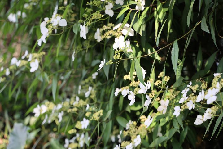 華八仙花形輕盈，宛如群蝶翩翩停駐枝頭，增添細膩的觀賞趣味。　圖：臺北市政府工務局公園處／提供 