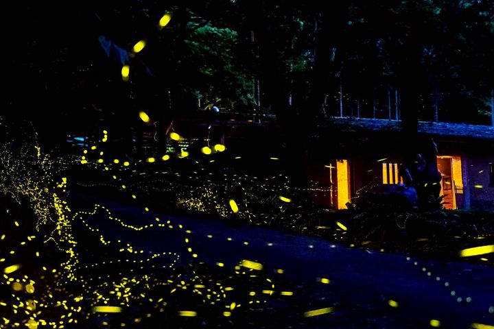 ▲宜蘭縣民參與賞螢活動，享2人成行999元優惠（每日限額50名）。　圖：頭城休閒農場／提供