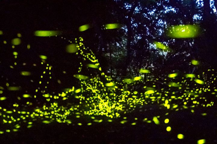 ▲農場擁有良好生態環境，持續推廣螢火蟲復育推動，可見到多個種類的螢火蟲。　圖：頭城休閒農場／提供