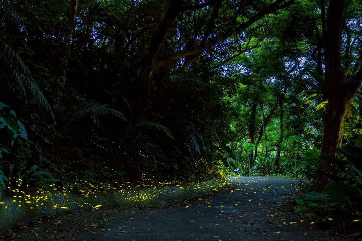 「2026夏日賞螢季」系列活動熱情展開。　圖：頭城休閒農場／提供