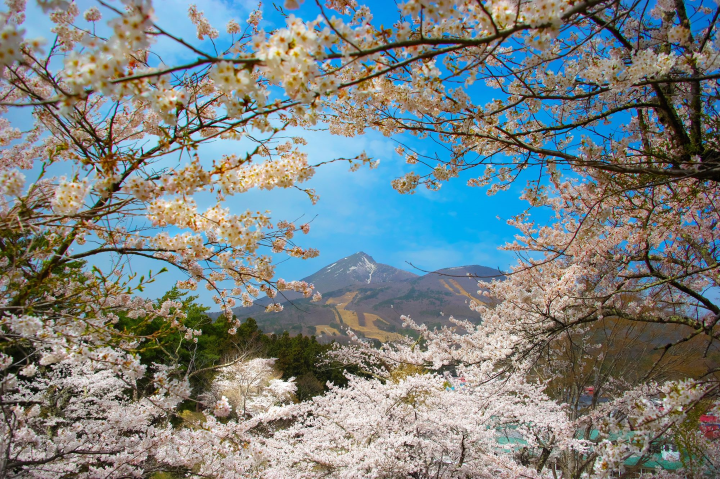 ▲櫻花與磐梯山同框的絕美景色，展現福島春季限定的壯麗自然風光。　圖：豬苗代觀光協會／提供