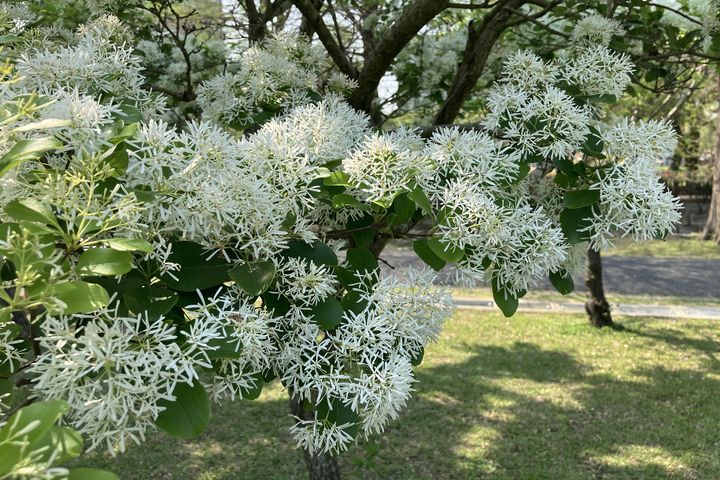 ▲士林官邸流蘇花開。　圖：臺北市政府工務局／提供
