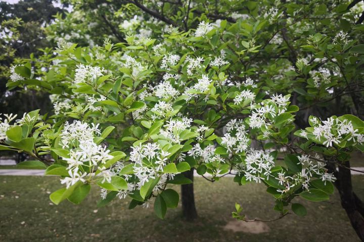 大安森林公園山坡流蘇花開。　圖：臺北市政府工務局／提供