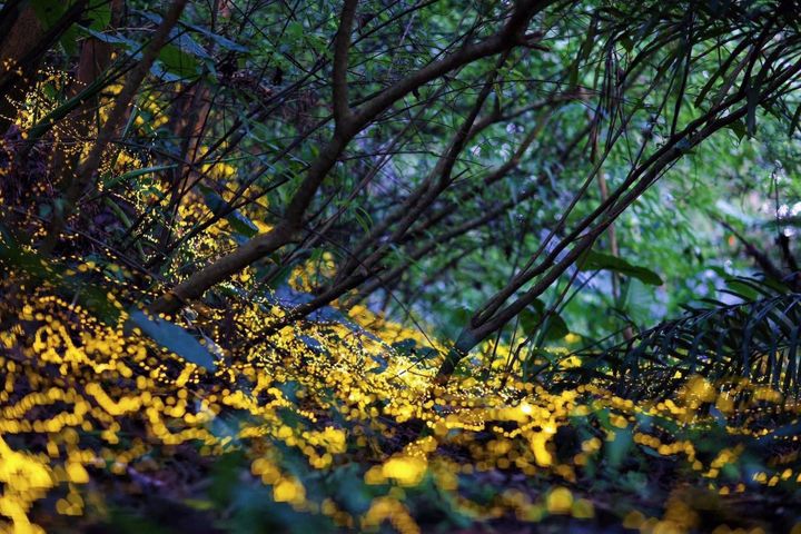 「2026火金姑的故鄉－小礁溪」賞螢火蟲活動開跑。　圖：礁溪鄉公所／提供 