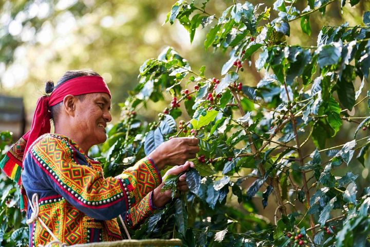 「高屏食當地體驗」-霧台鄉神山部落「巴魯那咖啡」帶領民眾進行手沖咖啡體驗。　圖：茂林國家風景區管理處／提供 