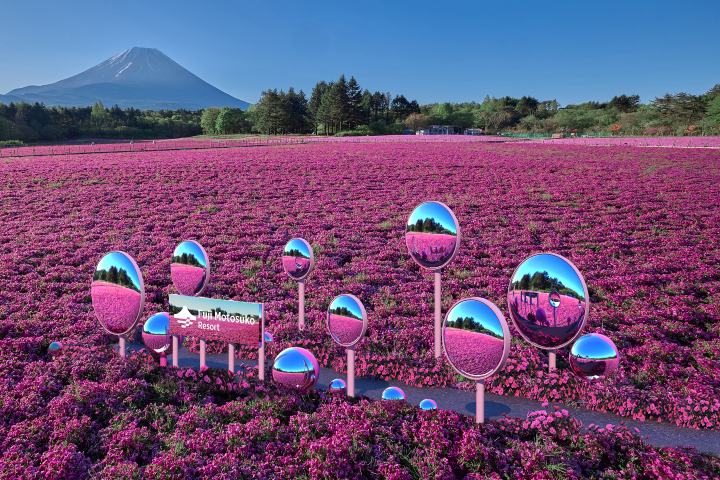  ▲芝櫻田裡設置了數面大小不同的圓形鏡面裝置，鏡子反射著天空與花海。　圖：富士急行／提供