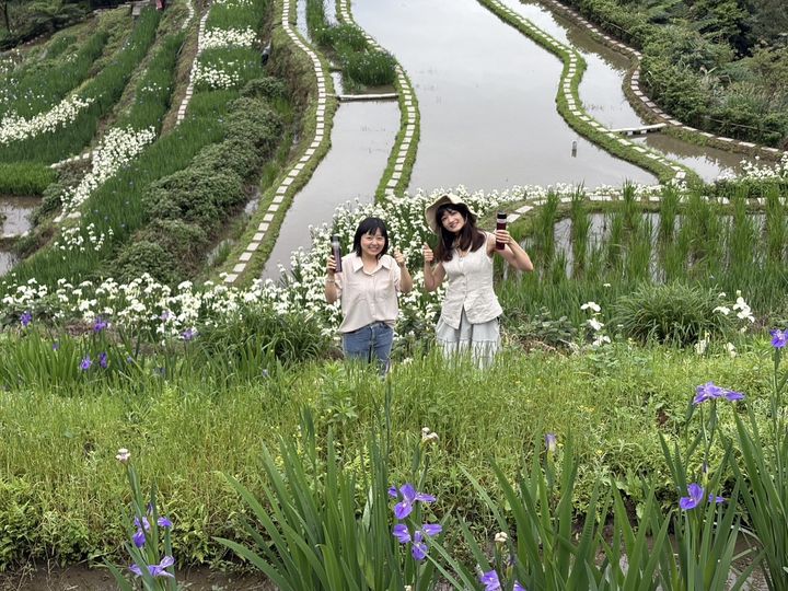 ▲每年4月中旬至5月中旬是石門嵩山社區鳶尾花盛開的季節。　圖：新北市政府農業局／提供