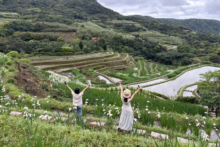鳶尾花開滿在層層堆疊的百年砌石梯田間，成為北海岸春季限定的熱門賞花景點。　圖：新北市政府農業局／提供