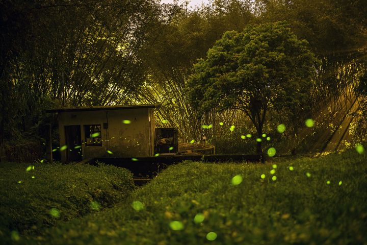 ▲除了賞螢，頭社以「螢光閃閃 浪漫飛舞」為主題，規劃專業生態導覽、水路探秘與活盆地體驗。　圖：日月潭國家風景區管理處／來源