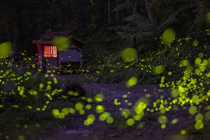 ▲仲夏夜之星－魚池鄉（拍攝：林慧如）。　圖：日月潭國家風景區管理處／來源