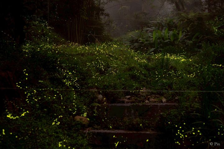 「2026日月潭星光螢火季」4月登場，活動持續至05/31（拍攝：平哲賢）。　圖：濁水布農林業暨勞動合作社／提供