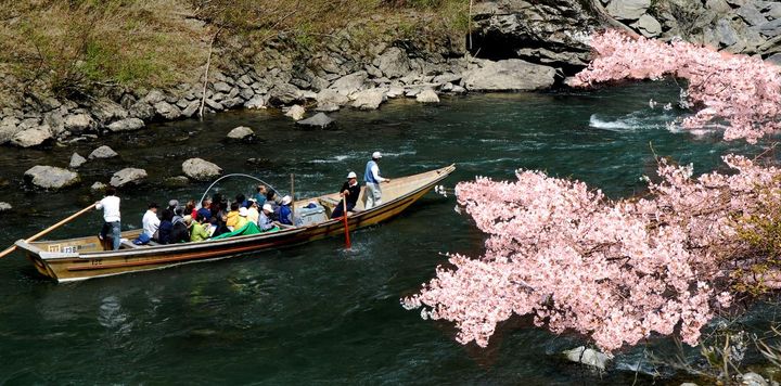 ▲日本京都嵐山賞櫻遊船。　圖：KKday／提供