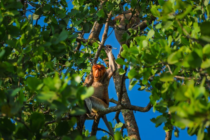 ▲Club Med 全新度假村已開放預訂，可近距離探索媲美亞馬遜的紅樹林生態與豐富野生動物。　圖：Club Med／提供