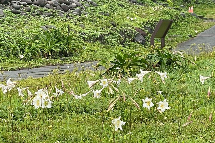 ▲除了花卉景觀，龜山島地質景館也同樣精彩。　圖：東北角及宜蘭海岸國家風景區管理處／提供