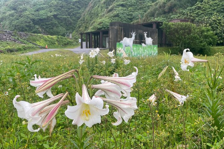 龜山島原生百合正盛開。　圖：東北角及宜蘭海岸國家風景區管理處／提供