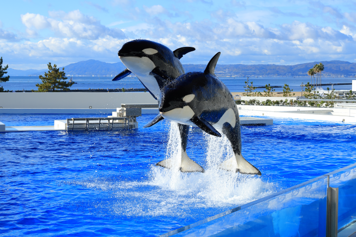 ▲巨大的虎鯨伴隨音樂與指令從水中躍起，景象非常壯觀。　圖：向日遊／提供