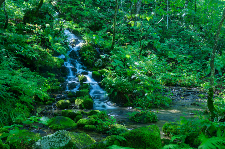  ▲嚮導會帶領旅客前往如「下馬門澤」等秘境，近距離感受充滿綠意與沁涼湧水的自然景觀。　圖：星野集團／提供