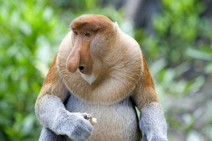 在沙巴可以看到僅有婆羅洲才看得到的長鼻猴。　圖：永信旅遊／提供