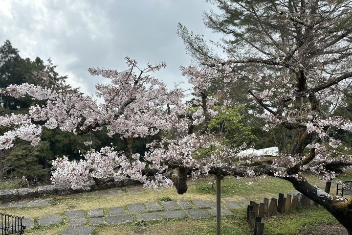 ▲阿里山花季期間，阿里山賓館1913舊事所前百歲櫻后染井吉野櫻已綻放6成，預計4月上旬盛開。　圖：阿里山賓館／提供