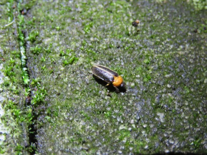 ▲黃緣螢。　圖：桃園市政府風景區管理處／提供