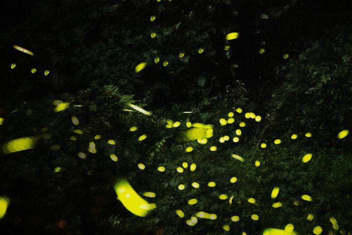 遊客跟著螢光感受最夢幻的北橫夜晚。　圖：桃園市政府風景區管理處／提供