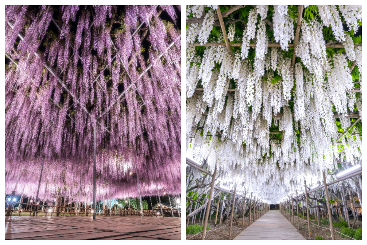 園區的紫藤花在夜晚會進行打燈，呈現完全不同的另一種風貌。　圖：足利花卉公園／提供