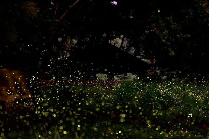 「大坑蝶螢嘉年華－夜探螢火蟲」熱鬧展開！　圖：臺中市政府觀光旅遊局／提供