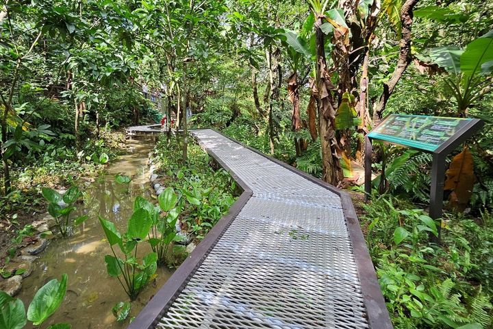 ▲「新北市土城桐花公園景點營造工程」整理既有生態池棲地，建置生態觀察棧道，保留生物棲息空間。　圖：新北市政府觀光旅遊局／提供
