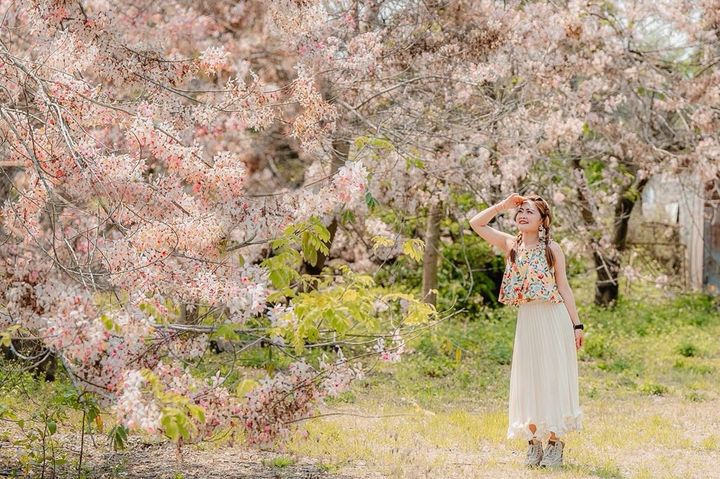 ▲花旗木現況照。　圖：台南市政府觀光旅遊局／提供