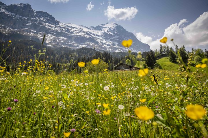 ▲格林德瓦春景（艾格山腳下）　圖：格林德瓦旅遊局／提供