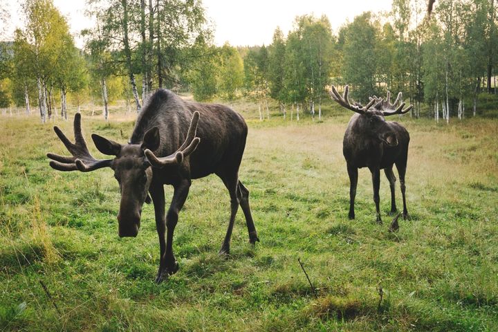從野生動物觀察之旅、汽車保險桿貼紙，到烤箱手套與T恤，都印著駝鹿的形象－牠絕對是瑞典動物界的超級巨星。　圖：imagebank.sweden.se（Sara de Basly）／來源