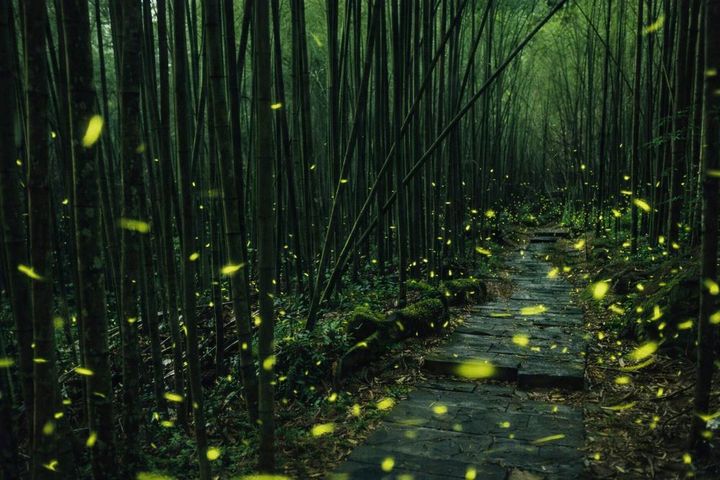 ▲2026年夏天，阿里山賓館與大阿里山達人攜手合作，規劃嘉義縣政府推薦賞螢秘境之一「迷糊步道」。　圖：阿里山賓館／提供
