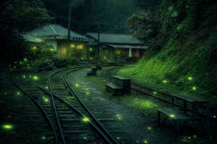 嘉義縣大阿里山區十字車站，4至5月可以欣賞到翩翩起舞的螢火蟲，森鐵與起舞的螢火蟲交織出夢幻螢河的畫面。　圖：阿里山賓館／提供 