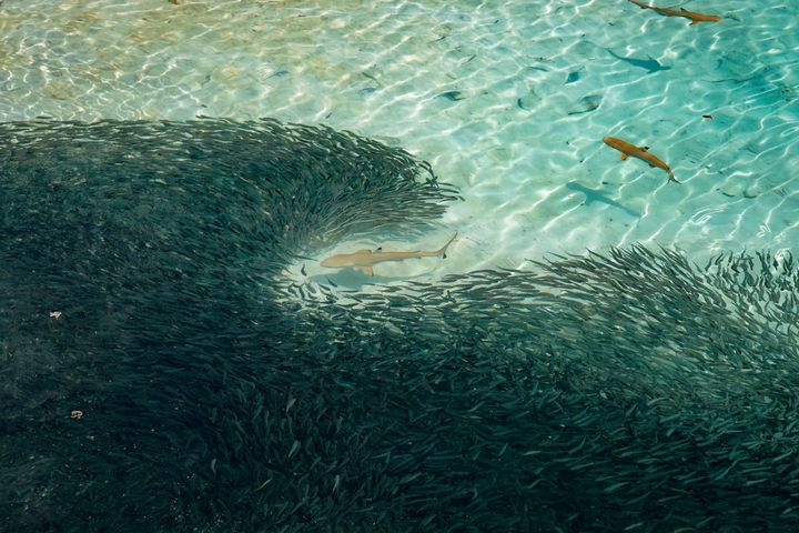 ▲位於「浪中島」的「夏日海灣渡假村」（Summer Bay Resort） 在岸邊即可觀賞沙丁魚風暴。　圖：馬來西亞觀光局／提供