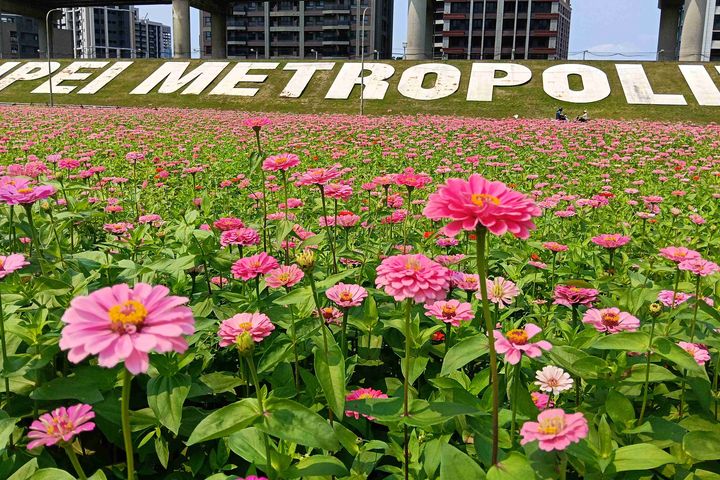 ▲新北大都會花海－粉色百日草盛開中。　圖：新北市政府高灘地工程管理處 ／提供